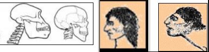 Spine-skull-bi-pedalism-early-man-modern-man.jpg