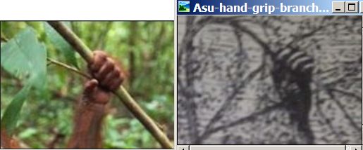 Asu-Adam-hand-grip-branch-Orangutan-South-Pacific.jpg