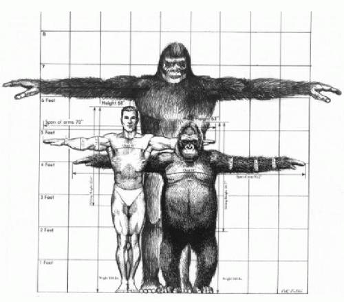 Bigfoot size comparison