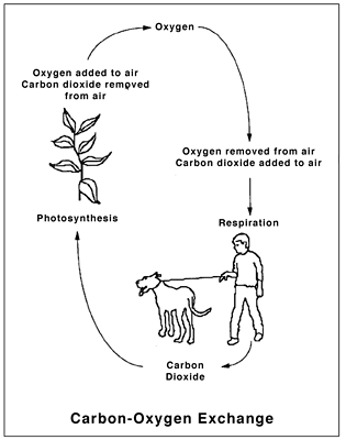 Carbon-Oxygen-cycle.gif