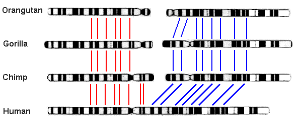 Hominid_Chromosomes-Apes-Human.gif