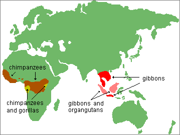 Natural-range-of-apes.gif